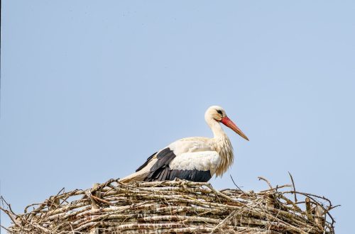 entdecken sie die wichtigsten vorteile des nestbaus bei vögeln und anderen tieren. erfahren sie, wie gut konstruierte nester schutz, wärme und optimale bedingungen für den nachwuchs bieten.