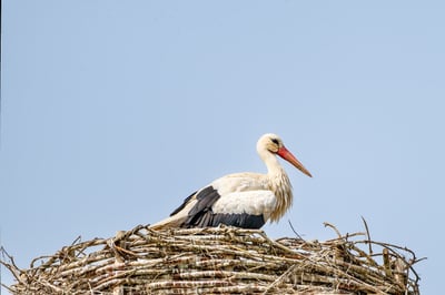 Was sind die Vorteile des Nestbautriebs im Jahr 2025?
